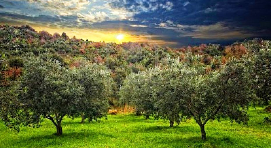 Olive grove in the Toledo countryside at sunset